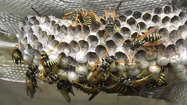 БИОСФЕРА: 186. Полист Домашний (Polistes dominula)