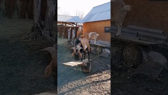 Качелька для козляток?