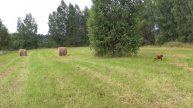 Охота на дупеля с венгерской выжлой в 2020. Great snipe hunting with vizsla TV Deres in 2020.