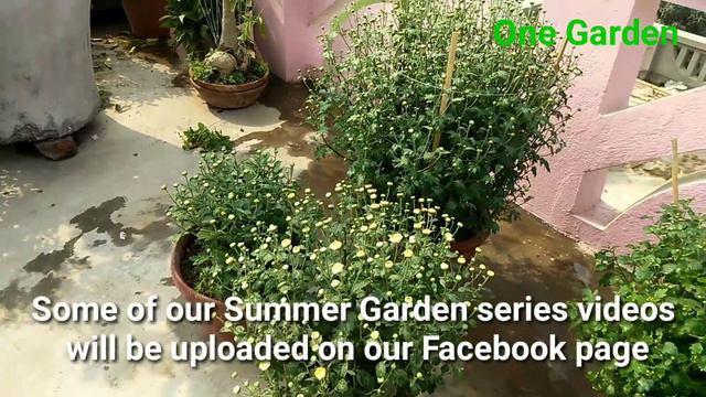 Chrysanthemum series 2018-19 Part 18, the last video of the series