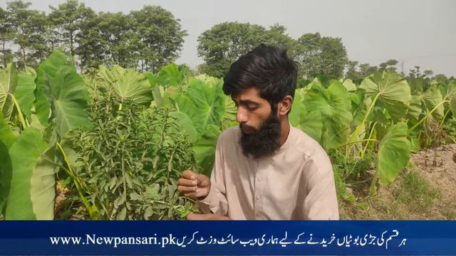How to Grow Stevia Plant || Stevia Health Benefits Urdu Hindi || Stevia Plant For Diabetes Patients