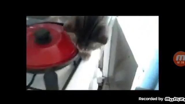 у кого есть домашнее животное  лайк  👍 да подписка нет