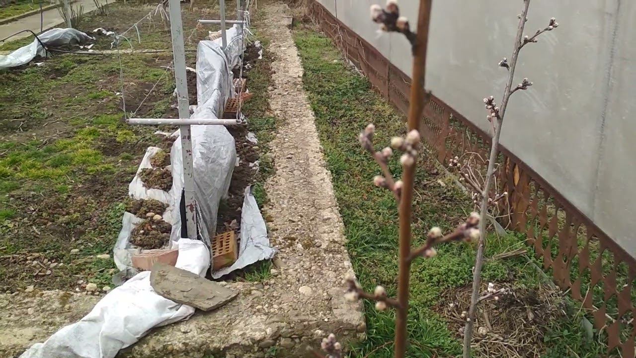 Обработка персика