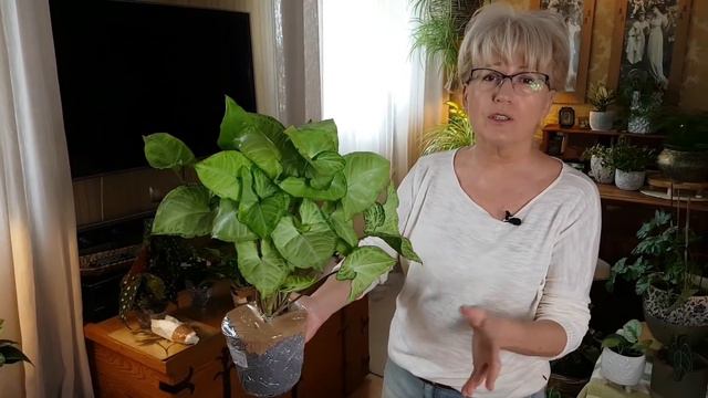 Unboxing _ littlejungle.pl - rośliny ze sklepu internetowego