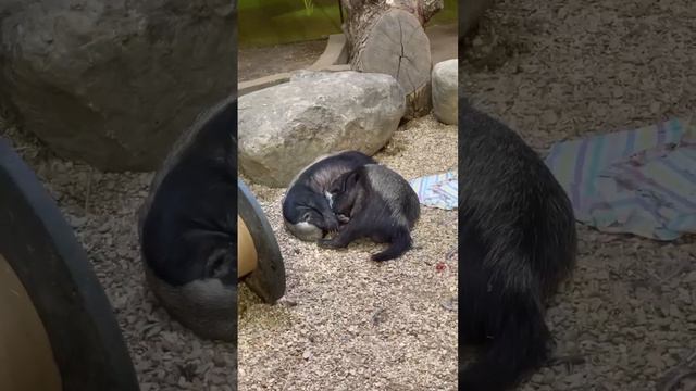 🥰У медоедов из Московского зоопарка был тяжёлый понедельник🥰