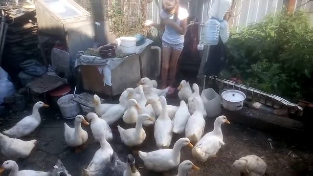 Кормление уток с рук