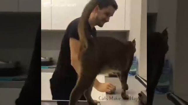 Первый короткошерстный мейнкун кошки делают меня счастливым shorthair MaineCoon Cats Make Me Happy