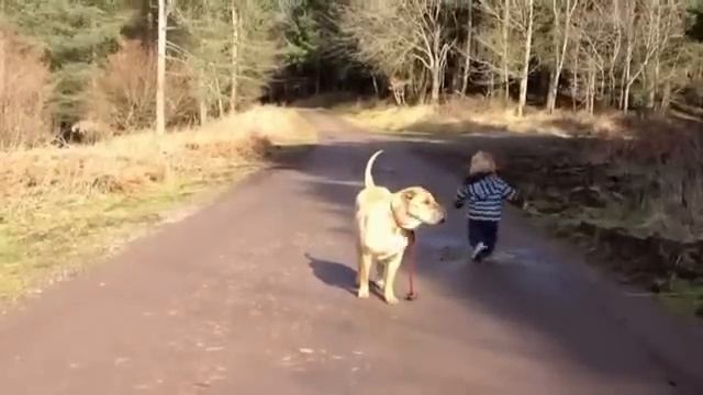Непонятно кто кого выгуливает.