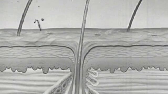 Care of the Hair and Nails (1951)