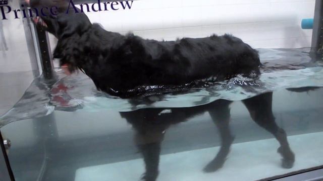 Dog Rehab At A.R.C. In Toronto : Hydrotherapy TPLO Surgery Recovery