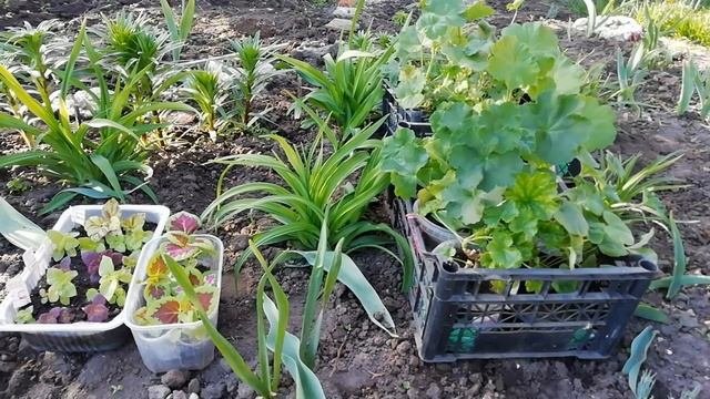 ПЕЛАРГОНИЯ в саду. Композиции с пеларгонией. Высадка пеларгонии в открытый грунт. Красивые клумбы.