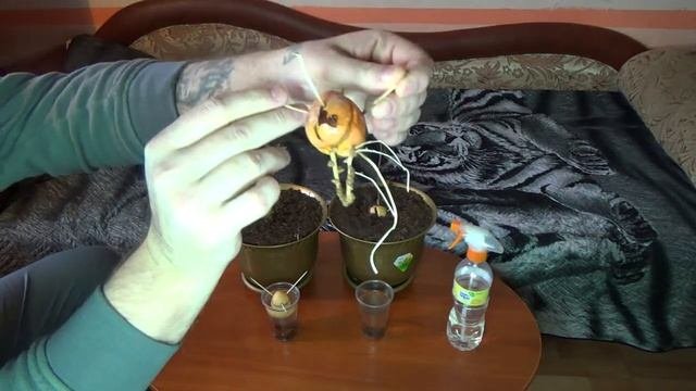 Авокадо 2 сорта авокадо и разница между ними.