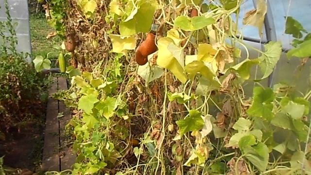 Коровы на пастбище