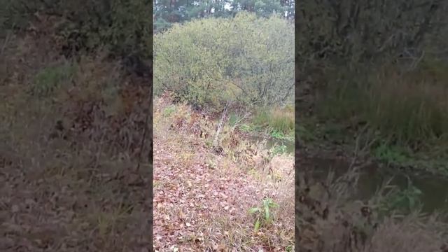 Рыба окунь и щука гуляет по старому руслу реки Клязьма