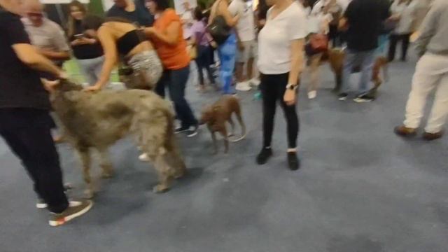 EXPO CAN 2023 EL GIGANTE LOBERO IRLANDES
