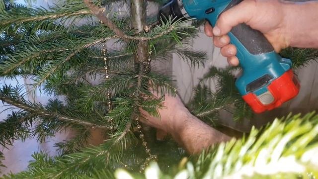Как восстановить обломленную ветку на новогодней елке (пихте)