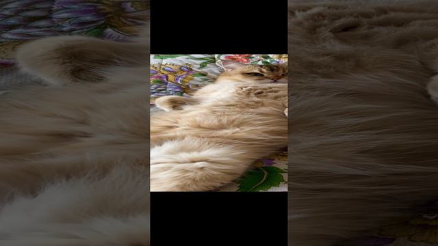 Кот Мартин отдыхает