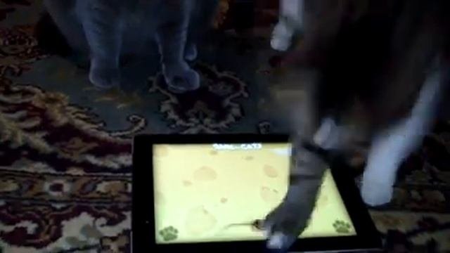 Кошки ловят мышку на iPad - iPad Game for Cats
