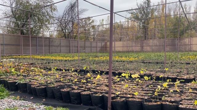 This Saturday we planted trees and flowers in the Zherdev Garden