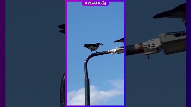 Не каждый кубанец питается так, как эта ворона в Новороссийске