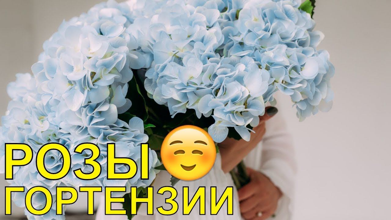 ГЕОРГИНЫ, РОЗЫ, ГОРТЕНЗИИ! ОБЗОР МОИХ РАСТЕНИЙ!