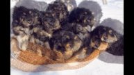 Tibetan mastiff original Blood pupppies for sale. http://www.dogs4you-lux.com/