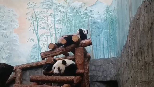 🐼Катюша из Московского зоопарка отдыхает, пока мама спит🐼