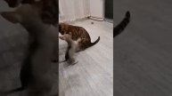 Чихуахуа & Бенгальская кошка.