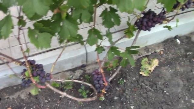 Виноградник в Мордовии _  наш виноградник в начале сентября