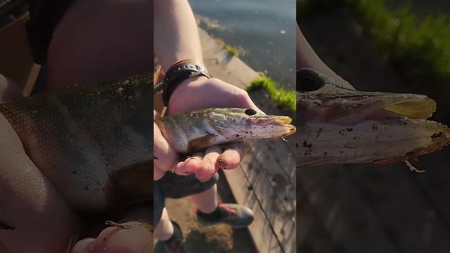 Махакий щук 🐟