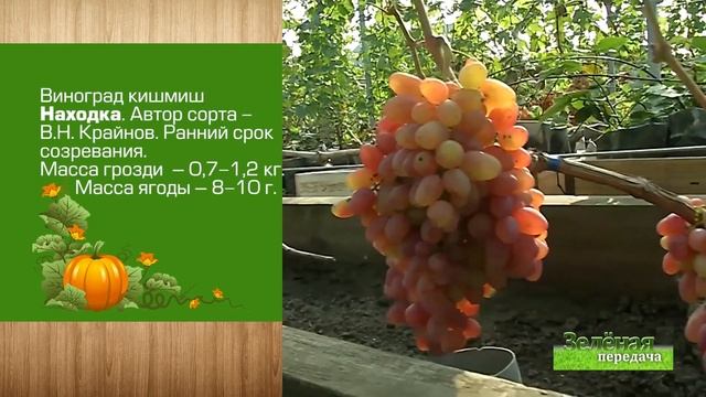 2019 10 01 Зелёная передача