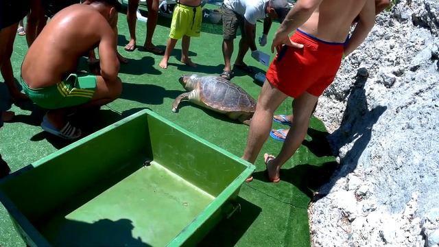 Турция. Черепаха каретта—каретта (caretta-caretta) выбросило на берег.