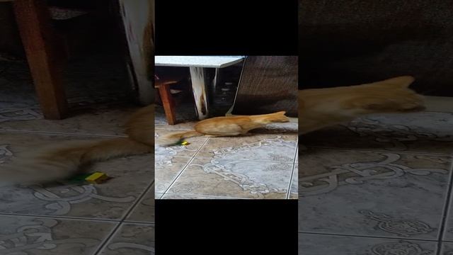 Наши питомцы