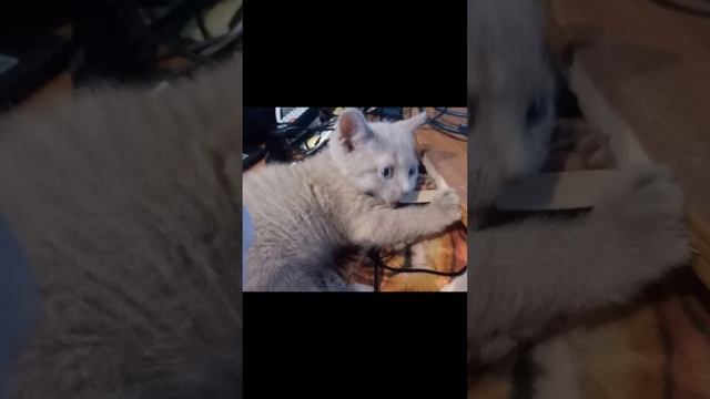 Наш котейка