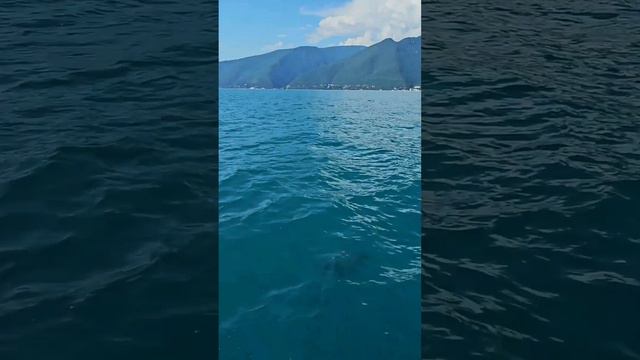 Прокатимся по морю на прогулочном катере в сопровождении черноморских дельфинов