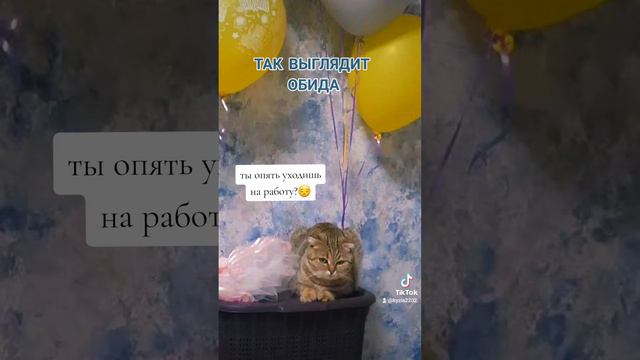 кошечка Луна ❤😻