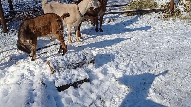 13.02.2023 г. Козий дворик. Солнечный день.