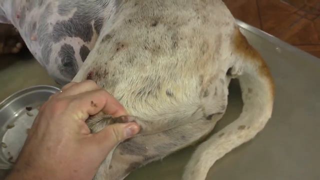 Remove mangoworms from dog - Remove mango worms from dog skin Удалите манговых червей с кожи собаки