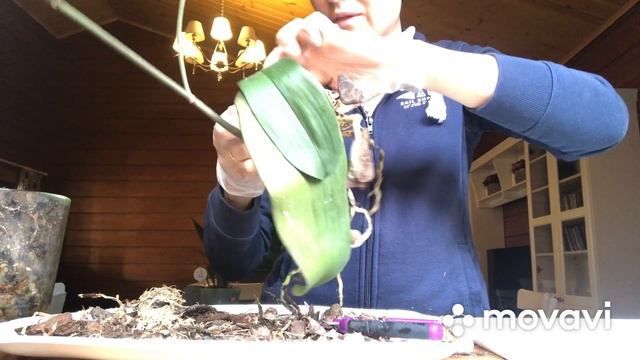 Пересадка 2-х не очень хорошо выглядевший орхидей?в грунт от Green GardenPro/ Первый полив.