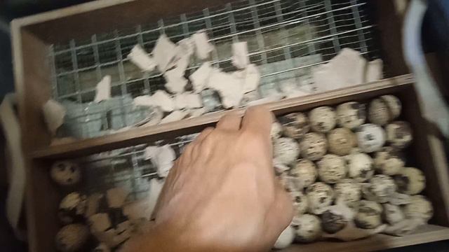 Инкубация перепелиных яиц