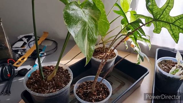 Monstera, Alocasia und Syngonium Entwicklung nach 4 Wochen Abwesenheit mit autom. Bewässerung