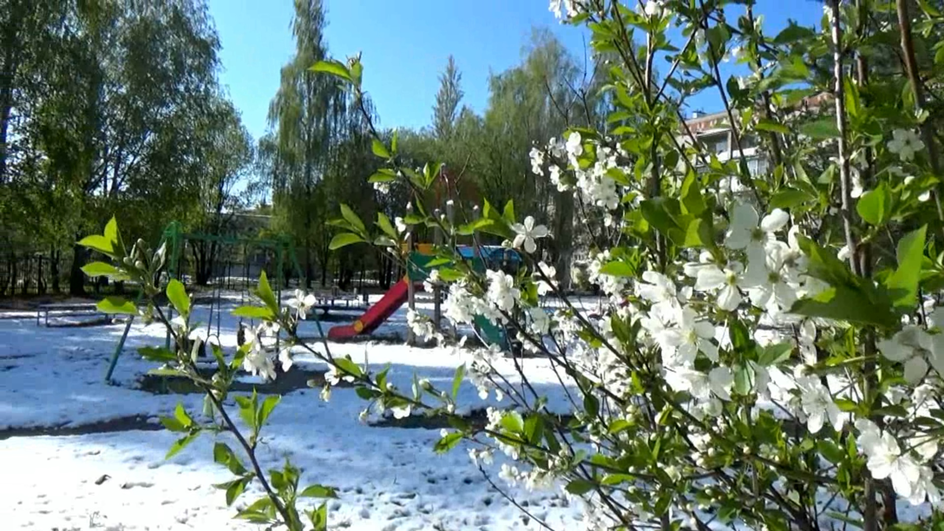 Утро 8 мая после снегопада в городе Вязники. Владимирская область