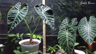 Alocasia sp meratus