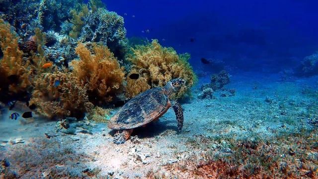 #music #relaxation #meditation reception music приємна музика