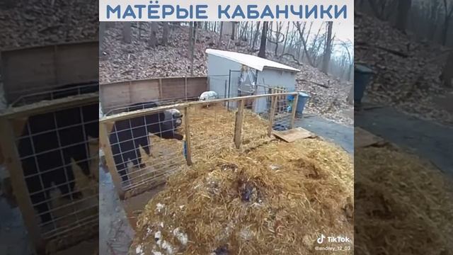 Медведь такого не ожидал от кабанчика