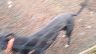 Boston kennels 29 January 2022 part 2 of 2