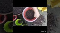 Repotting my Syngonium Pink Neon (Syngonium podophyllum)