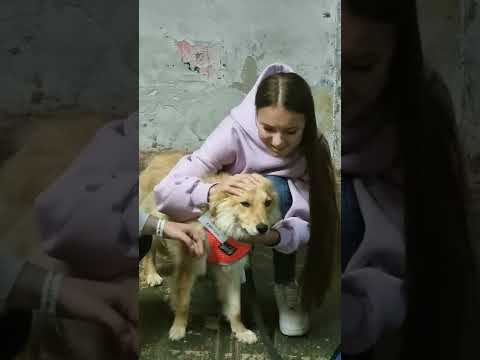 Anna Shcherbakova adopted a homeless dog