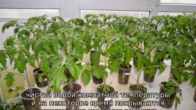 Томат Полфаст