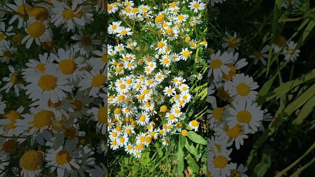 Мои любимые полевые #Ромашки